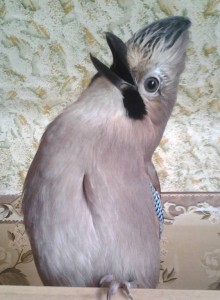 Срочно Отдам сойку в добрые руки. Ростов-на-Дону - 1.jpg