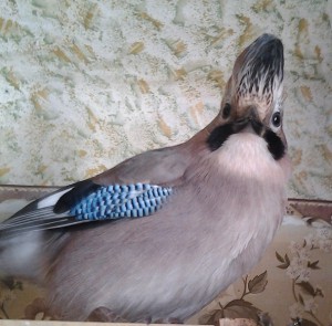 Срочно Отдам сойку в добрые руки. Ростов-на-Дону - 2.jpg