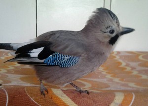 Срочно Отдам сойку в добрые руки. Ростов-на-Дону - 3.jpg