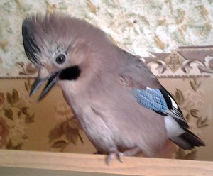 Срочно Отдам сойку в добрые руки. Ростов-на-Дону - 4.jpg