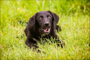 Москва и МО Два замечательных щенка в поисках семьи  - 2.jpg