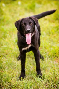 Москва и МО Два замечательных щенка в поисках семьи  - 4.jpg