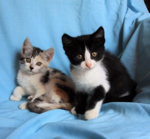 Москва и МО Очаровательные котята ищут любящих родителей  - 1.jpg