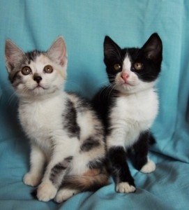 Москва и МО Очаровательные котята ищут любящих родителей  - 2.jpg