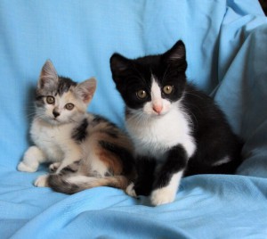 Москва и МО Очаровательные котята ищут любящих родителей  - 4.jpg