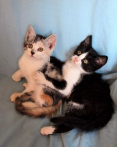 Москва и МО Очаровательные котята ищут любящих родителей  - 5.jpg