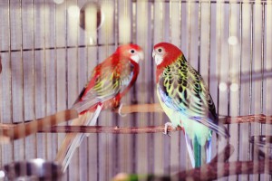 Приму в дар Жако - IMG_5895.JPG