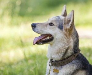 Москва и МО Красавица Лотта в добрые руки  - 1.jpg