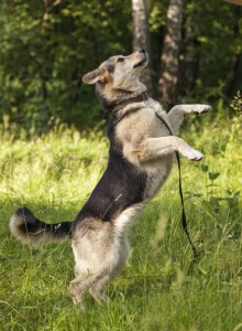 Москва и МО Красавица Лотта в добрые руки  - 2.jpg