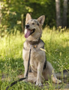 Москва и МО Красавица Лотта в добрые руки  - 3.jpg