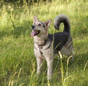 Москва и МО Красавица Лотта в добрые руки  - 4.jpg