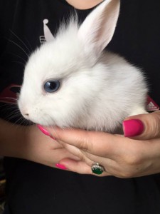 Отдам даром крольчат - image-0-02-01-30fd28b1f51facd9db7c3dc8bc5abf04daeb12fd278272153b823ed6b75005de-V.jpg