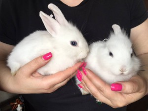 Отдам даром крольчат - image-0-02-01-348775484c2859a92b0271f674f401203f8921c77b3ae8d6d4a4cbe5bbda2e24-V.jpg