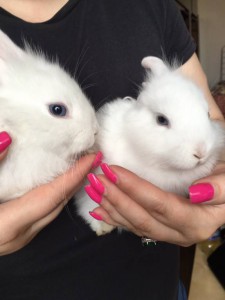 Отдам даром крольчат - image-0-02-01-e757f7177a5dc41869cf3059f706c6dd99de87188718bac5f40f56415dea6921-V.jpg