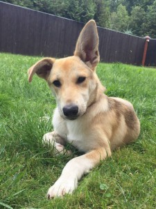 Москва и МО Алиса - воплощение активности и энергии  - 2.jpeg