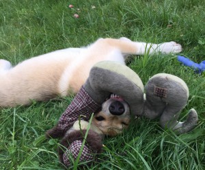 Москва и МО Алиса - воплощение активности и энергии  - 3.jpeg