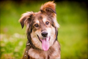 Москва и МО Умный и добрый пес Арчи - 1.jpg