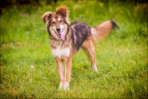 Москва и МО Умный и добрый пес Арчи - 2.jpg