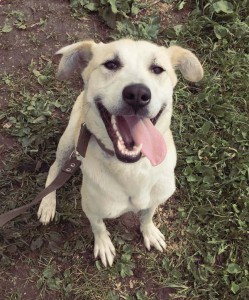 Москва и МО Метис лабрадора, девочка, в добрые руки  - 1.jpg