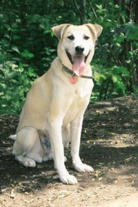 Москва и МО Метис лабрадора, девочка, в добрые руки  - 2.jpg