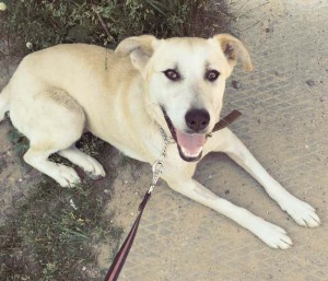 Москва и МО Метис лабрадора, девочка, в добрые руки  - 3.jpg