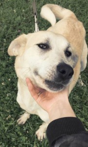 Москва и МО Метис лабрадора, девочка, в добрые руки  - 5.jpg