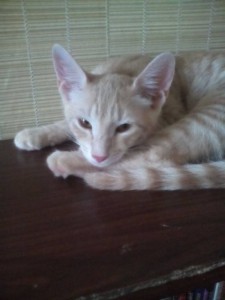 Котята в добрые руки  - IMG_20160731_130917.jpg