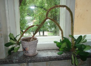 Отдам в дар молочай беложилковый - Молочай00.JPG