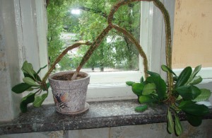 Отдам в дар молочай беложилковый - Молочай02.JPG