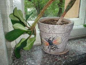 Отдам в дар молочай беложилковый - Молочай03.JPG