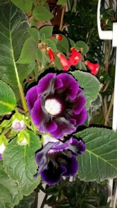 Отдам Листья фиолетовой глоксинии - 20160501_201201.jpg