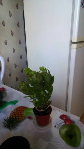 Приму даром комнатные цветы - 1470313570910-2058227662.jpg