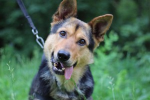 Москва и МО Отдается метис Немецкой Овчарки 2х лет - 1.jpg