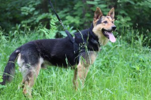 Москва и МО Отдается метис Немецкой Овчарки 2х лет - 2.jpg