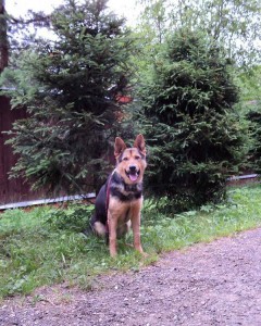 Москва и МО Отдается метис Немецкой Овчарки 2х лет - 3.jpg