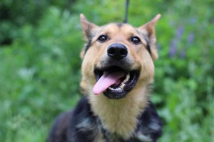 Москва и МО Отдается метис Немецкой Овчарки 2х лет - 4.jpg