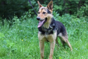 Москва и МО Отдается метис Немецкой Овчарки 2х лет - 5.jpg