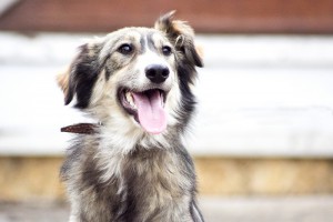 Москва и МО Чип – щенок из Бано-Эко ищет заботливых родителей - 1.jpg