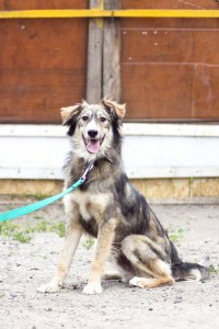 Москва и МО Чип – щенок из Бано-Эко ищет заботливых родителей - 2.jpg