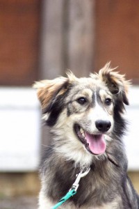 Москва и МО Чип – щенок из Бано-Эко ищет заботливых родителей - 3.jpg