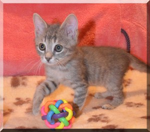 Котенок в добрые руки. Ласковый и нежный Филя - Филя22.jpg