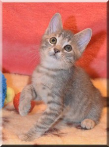 Котенок в добрые руки. Ласковый и нежный Филя - Филя12.jpg