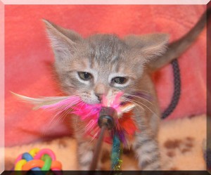 Котенок в добрые руки. Ласковый и нежный Филя - Филя13.jpg