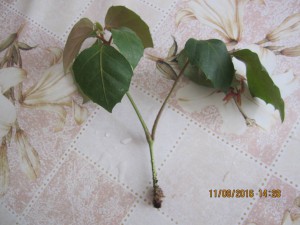 Отдам- отдано  - 2016-08-11 11-28-44.JPG