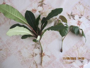 Отдам- отдано  - 2016-08-11 11-29-18.JPG