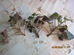 Отдам - 2016-08-16 08-51-14.JPG