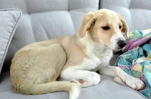 Щенок Лапа-Лесс, 3 месяца, девочка - 0-02-01-682383fed50d9c948c721a2f07786c8c0b39832d2576f37ba6aed56bdaea5455_full.jpg