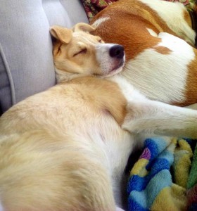 Щенок Лапа-Лесс, 3 месяца, девочка - 20160814_140000.jpg