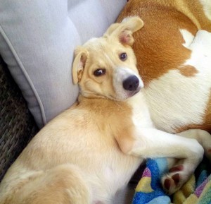 Щенок Лапа-Лесс, 3 месяца, девочка - 20160814_135501.jpg