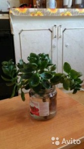 Отдам в дар отростки каланхоэ в банке ОТДАНО - 2850444091.jpg